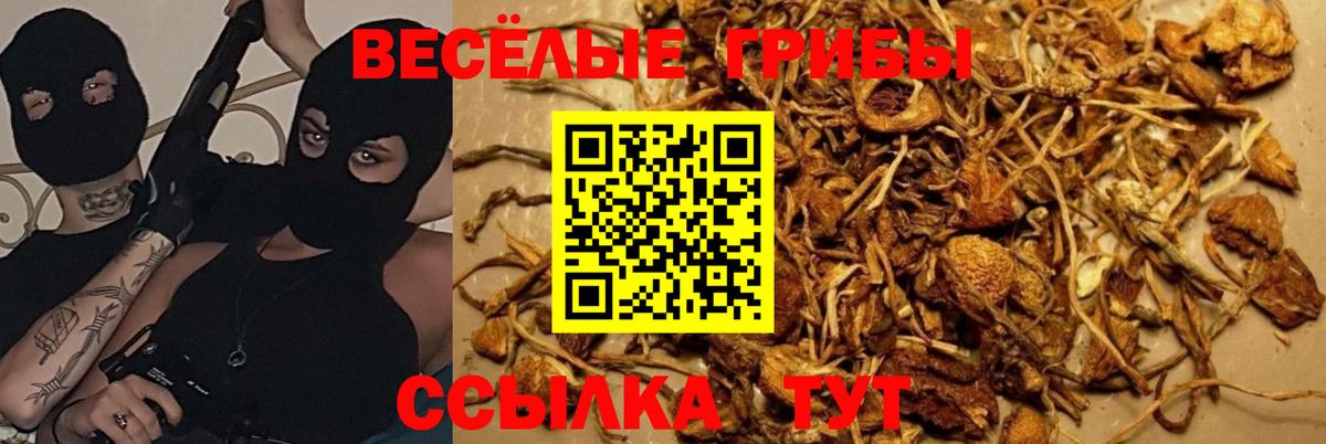 Галлюциногенные грибы GOLDEN TEACHER  Вход с VPN  как найти закладки  Тимашёвск  Галлюциногенные грибы Psilocybine cubensis 